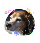 beagle daily（個別スタンプ：6）