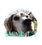 beagle daily（個別スタンプ：7）
