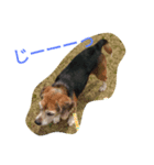 beagle daily（個別スタンプ：8）