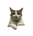 CatDoufu#1（個別スタンプ：4）