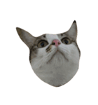 CatDoufu#1（個別スタンプ：7）