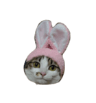CatDoufu#1（個別スタンプ：8）