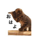 アニスタ〜ねこ編〜（個別スタンプ：1）