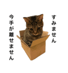 アニスタ〜ねこ編〜（個別スタンプ：11）