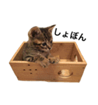 アニスタ〜ねこ編〜（個別スタンプ：20）