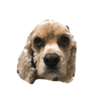 cocker_mobu（個別スタンプ：5）
