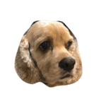 cocker_mobu（個別スタンプ：6）
