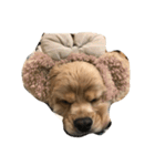 cocker_mobu（個別スタンプ：7）