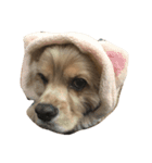 cocker_mobu（個別スタンプ：8）