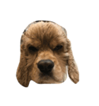 cocker_mobu（個別スタンプ：10）
