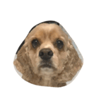cocker_mobu（個別スタンプ：14）