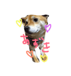 よだあずき（個別スタンプ：1）