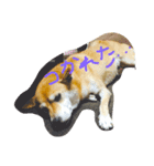 よだあずき（個別スタンプ：6）