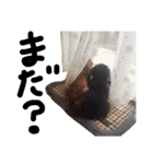 ビビクッキー（個別スタンプ：3）