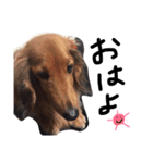 ビビクッキー（個別スタンプ：5）