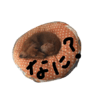 ビビクッキー（個別スタンプ：9）