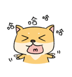 Chai P 's daily life (shiba inu)（個別スタンプ：5）