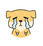 Chai P 's daily life (shiba inu)（個別スタンプ：9）