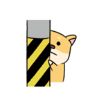 Chai P 's daily life (shiba inu)（個別スタンプ：16）