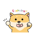 Chai P 's daily life (shiba inu)（個別スタンプ：40）