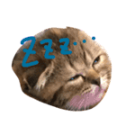 ctyri2（個別スタンプ：4）
