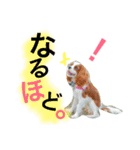 ワンコ実写スタンプ☆2・キャバリア メルモ（個別スタンプ：2）