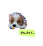 ワンコ実写スタンプ☆2・キャバリア メルモ（個別スタンプ：15）