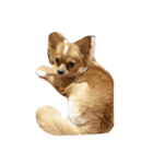 Moji funny dog（個別スタンプ：1）
