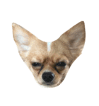 Moji funny dog（個別スタンプ：2）