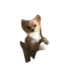 Moji funny dog（個別スタンプ：3）