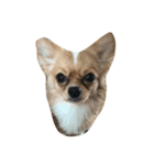 Moji funny dog（個別スタンプ：4）