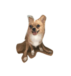 Moji funny dog（個別スタンプ：6）