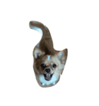Moji funny dog（個別スタンプ：7）