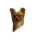 Moji funny dog（個別スタンプ：8）