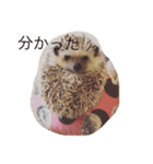 Ku the hedgehog（個別スタンプ：1）