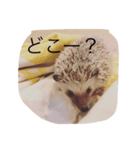 Ku the hedgehog（個別スタンプ：4）