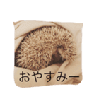 Ku the hedgehog（個別スタンプ：5）