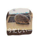 Ku the hedgehog（個別スタンプ：6）