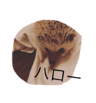Ku the hedgehog（個別スタンプ：7）