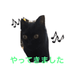 わんにゃんライフその2（個別スタンプ：2）