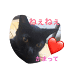 わんにゃんライフその2（個別スタンプ：4）
