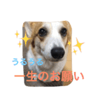 わんにゃんライフその2（個別スタンプ：6）
