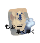 わんにゃんライフその2（個別スタンプ：7）