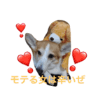 わんにゃんライフその2（個別スタンプ：9）