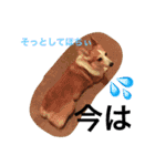 わんにゃんライフその2（個別スタンプ：10）
