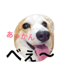 わんにゃんライフその2（個別スタンプ：12）
