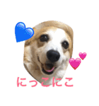 わんにゃんライフその2（個別スタンプ：16）