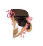 日常猫〜あんず〜（個別スタンプ：1）