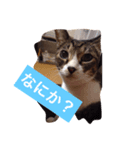 日常猫〜あんず〜（個別スタンプ：2）