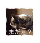 日常猫〜あんず〜（個別スタンプ：4）